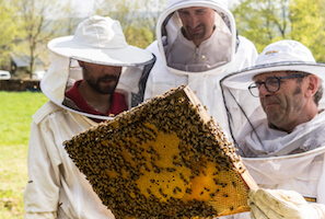 Stages d'apiculture